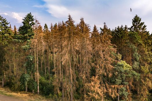 Luftaufnahme vom Fichtensterben durch den Klimawandel in einem Wald in Europa
