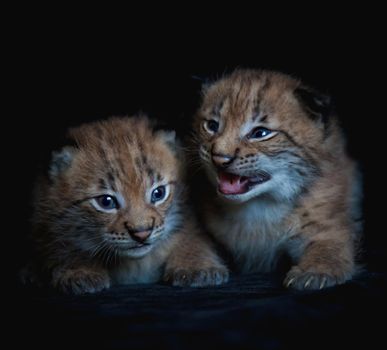 Eurasian bobcat cubs, lynx lynx, isolated on black background