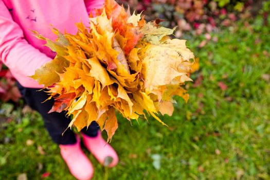 Children hold leaves bouquet of maple leaves in their hands