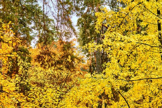 Autumn is the most colorful time of the year from all seasons, when nature changes its usual appearance to golden colors sun. Autumn golden picture.branches with bright yellow orange leaves.