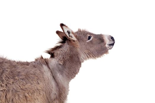 Pretty Donkey isolated on the white background