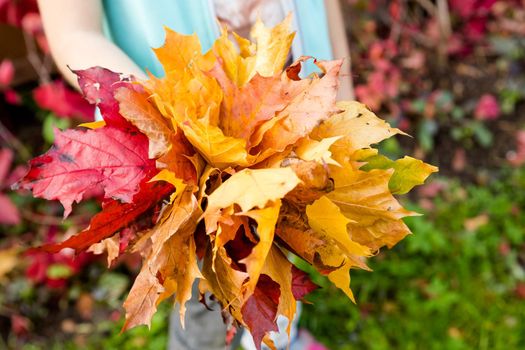 Children hold leaves bouquet of maple leaves in their hands