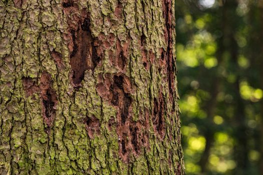 Bark beetles are causing forest death in the forests of Europe