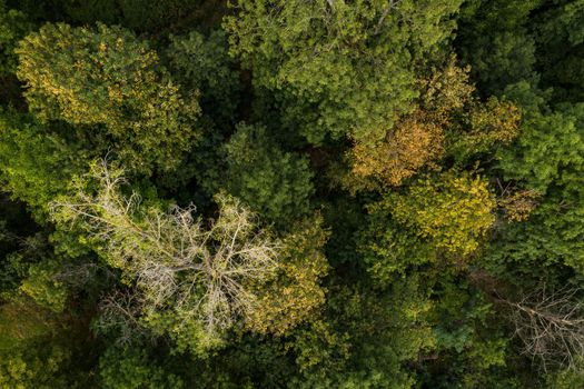 The mixed forest in Germany is severely stressed by the persistent drought