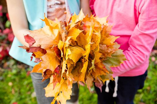 Children hold leaves bouquet of maple leaves in their hands