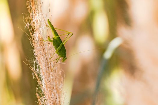 A green grasshopper carefully climbs down a dry pampas grass