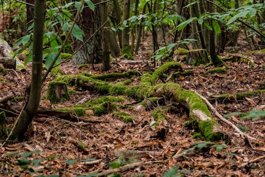 Intact nature with moss-covered branches in a lush green forest in Germany