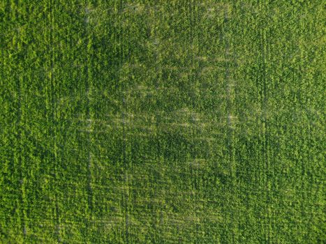 Green wheat field in countryside, close up. Field of wheat blowing in the wind at sunny spring day. Young and green Spikelets. Ears of barley crop in nature. Agronomy, industry and food production