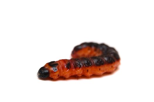 Big red catterpillar of Goat Moth, Cossus cossus, isolated on white