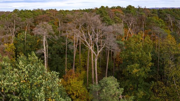 Bird's eye view of an autumnal and partly dead spruce forest in the heart of Europe