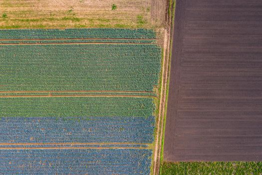 A dirt road seen from the air separates colorful fields in the south of Germany
