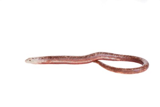 Sheltopusik or European Legless Lizard, Pseudopus apodus, isolated on white