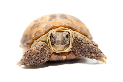 Russian or Central Asian tortoise, Agrionemys horsfieldii, on white