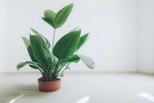 White empty room with plant. Room interior 3d illustration.