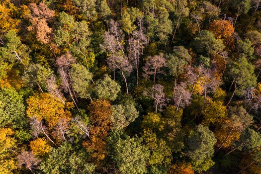 Aerial view of a forest that is affected by drought and forest dieback in the German coniferous forest