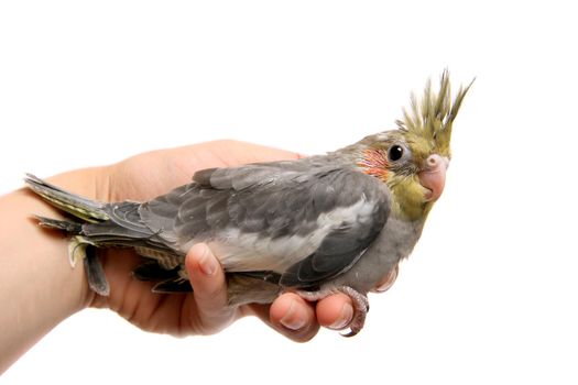 One cockatiel parakeet baby. Isolated on white background