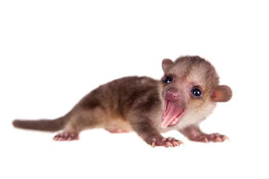 Kinkajou, Potos flavus, 2 mounth old baby isolated on white background