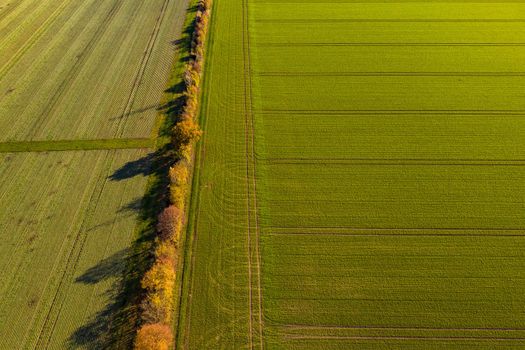 Different colors of fields and fields as well as different trees and flower strips