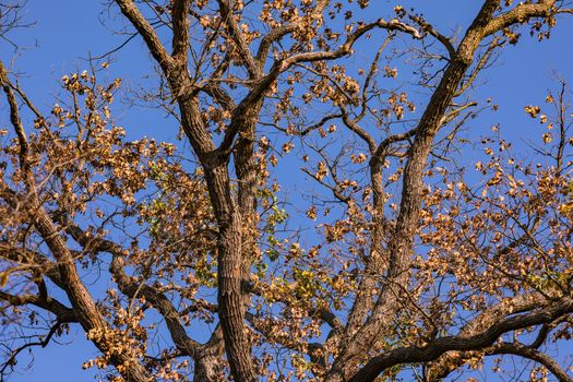 In a mixed forest in autumn there is an autumn mood with brown-colored deciduous trees like an oak