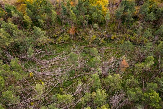 Dead spruce trees with brown branches caused by storms tree breaks in a forest in Germany