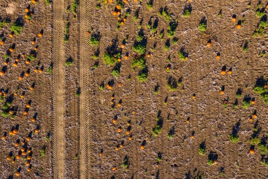 Ripe pumpkins in a field awaiting harvest and decorations for Halloween