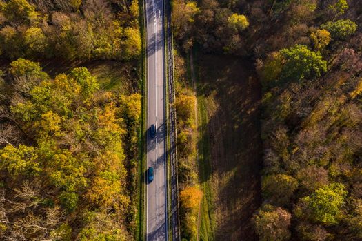 Fast traffic in the forest is a threat to the environment and wild animals