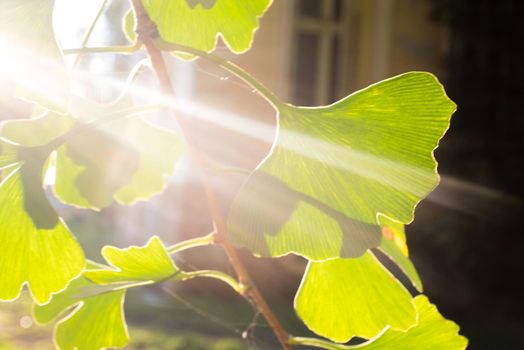 oak leaves with sun ray background.