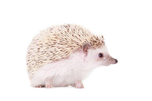 Domesticated hedgehog or African pygmy, isolated on white background