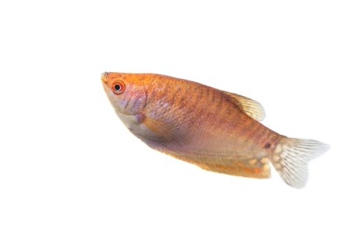 Aquarium Fish Lunar gourami, Trichogaster chuna, isolated on white background