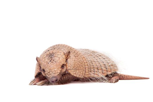 Six-banded armadillo, Euphractus sexcinctus, isolated on white background