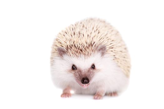 Domesticated hedgehog or African pygmy, isolated on white background