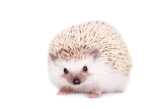 Domesticated hedgehog or African pygmy, isolated on white background