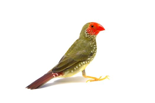 Star Finch - Neochmia ruficauda in front of a white background