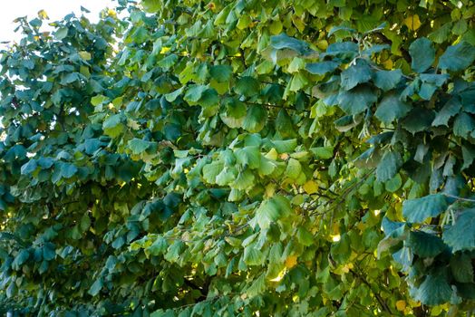 Green Hazelnut Leaves, background photo