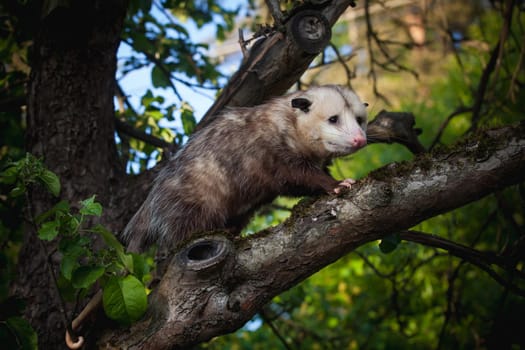 The Virginia or North American opossum, Didelphis virginiana, in the garden