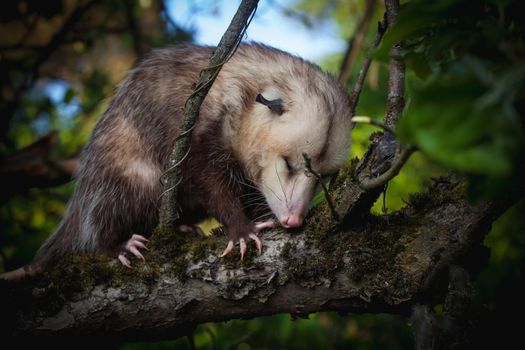 The Virginia or North American opossum, Didelphis virginiana, in the garden