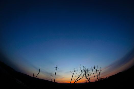 Tree on the water surface with dusk. Shooting Location: Miyagi Prefecture Yamamoto-cho