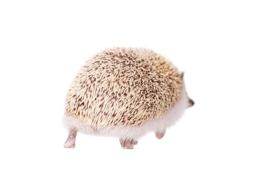 Domesticated hedgehog or African pygmy, isolated on white background