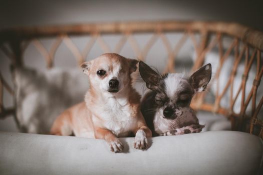 Peruvian hairless and chihuahua mix dog and eyeless chihuahua dog on a chair