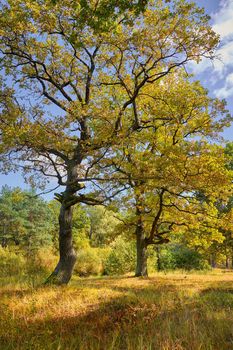 View of green big trees in oak forest on a sunny summer day, nature concept background.