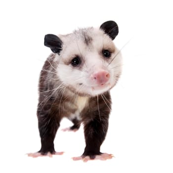 The Virginia or North American opossum, Didelphis virginiana, isolated on white background