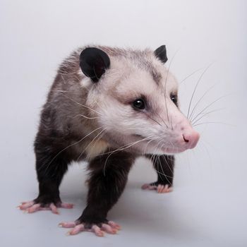 The Virginia or North American opossum, Didelphis virginiana, on gray background