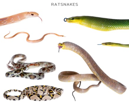 The Ratsnakes set, isolated on white background