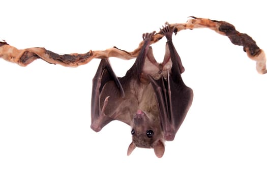 Egyptian fruit bat or rousette, Rousettus aegyptiacus. on white background