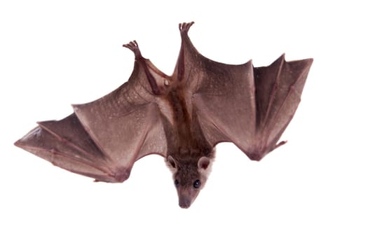 Egyptian fruit bat or rousette, Rousettus aegyptiacus. on white background