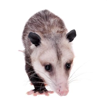 The Virginia or North American opossum, Didelphis virginiana, isolated on white background