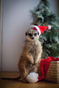 The meerkat or suricate, Suricata suricatta, in decorated room with Christmass tree in front of window