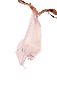 Egyptian fruit bat or rousette, Rousettus aegyptiacus. on white background