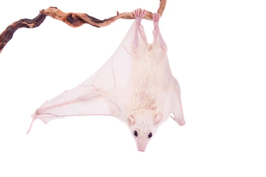 Egyptian fruit bat or rousette, Rousettus aegyptiacus. on white background