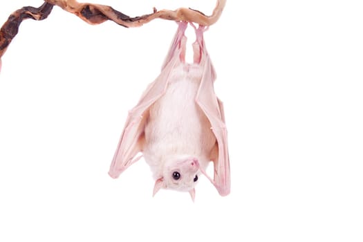 Egyptian fruit bat or rousette, Rousettus aegyptiacus. on white background